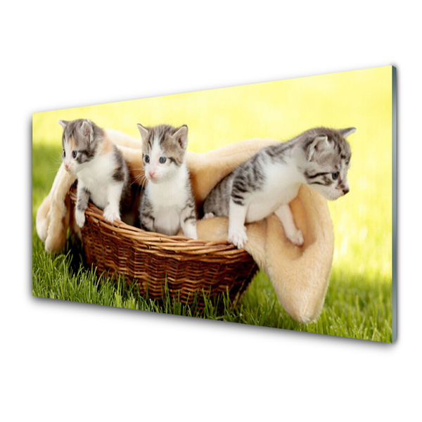 Obraz Akrylowy Koty Zwierzęta