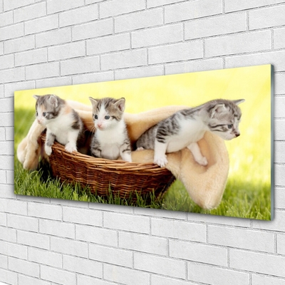 Obraz Akrylowy Koty Zwierzęta