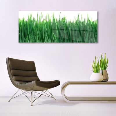 Obraz Akrylowy Trawa Przyroda Roślina