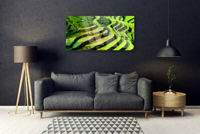 Obraz Akrylowy Pole Ryż Las Przyroda