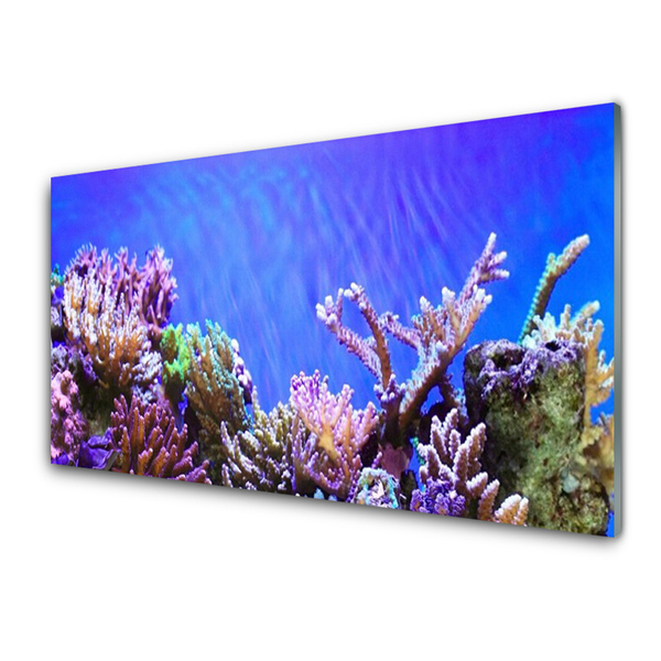 Obraz Akrylowy Rafa Koralowa Przyroda