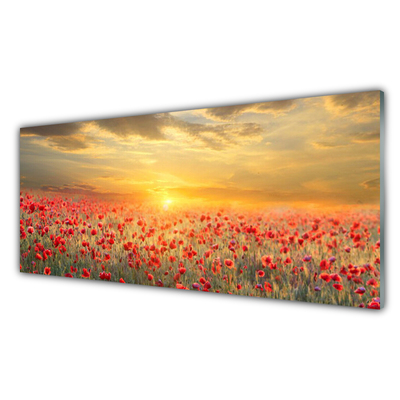 Obraz Akrylowy Słońce Łąka Mak Kwiaty