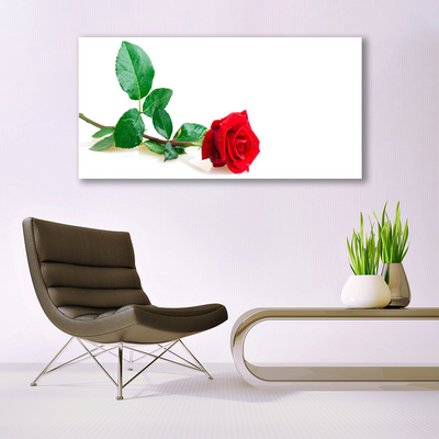 Obraz Akrylowy Róża Kwiat Roślina Natura