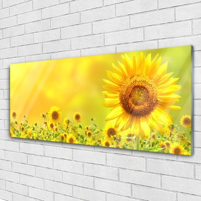 Obraz Akrylowy Słonecznik Kwiat Roślina