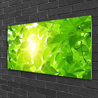 Obraz Akrylowy Liście Natura Słońce Roślina
