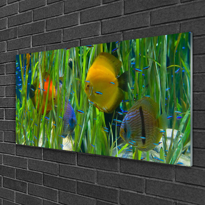 Obraz Akrylowy Ryba Wodorosty Przyroda