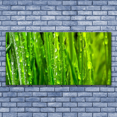 Obraz Akrylowy Trawa Roślina Natura