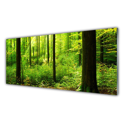 Obraz Akrylowy Las Zieleń Drzewa Natura
