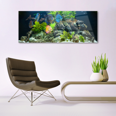 Obraz Akrylowy Ryba Akwarium Natura