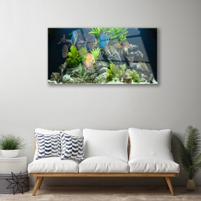 Obraz Akrylowy Ryba Akwarium Natura