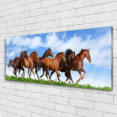 Obraz Akrylowy Konie w Galopie na Pastwisku