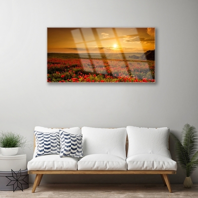 Obraz Akrylowy Pole Maki Zachód Słońca Łąka