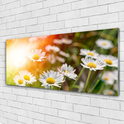 Obraz Akrylowy Stokrotki Kwiaty Promienie