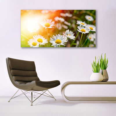 Obraz Akrylowy Stokrotki Kwiaty Promienie