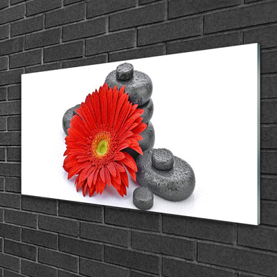 Obraz Akrylowy Kwiaty Czerwona Gerbera