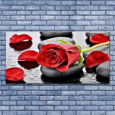 Obraz Akrylowy Czerwona Róża Kwiat
