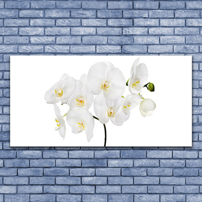 Obraz Akrylowy Storczyk Biały Kwiaty