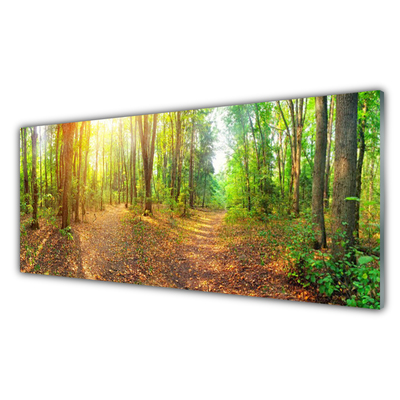 Obraz Akrylowy Słońce Natura Ścieżka Leśna