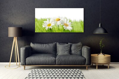 Obraz Akrylowy Stokrotka Kwiaty Roślina