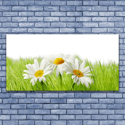 Obraz Akrylowy Stokrotka Kwiaty Roślina