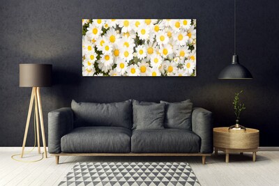 Obraz Akrylowy Stokrotki Kwiaty