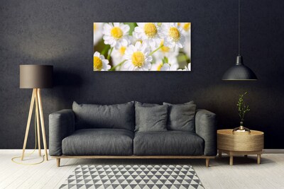 Obraz Akrylowy Kwiaty Stokrotka Natura
