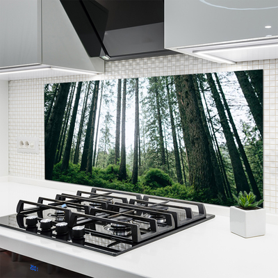 Szkło nad Blatem Promienie Słońca W Lesie