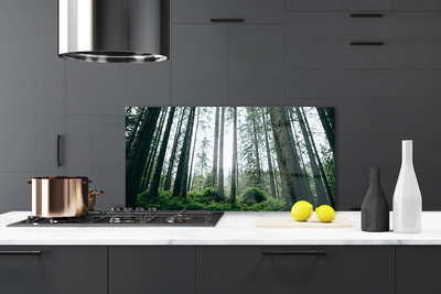 Szkło nad Blatem Promienie Słońca W Lesie