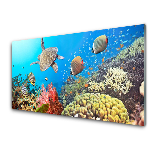 Panel Kuchenny Rafa Koralowa Krajobraz