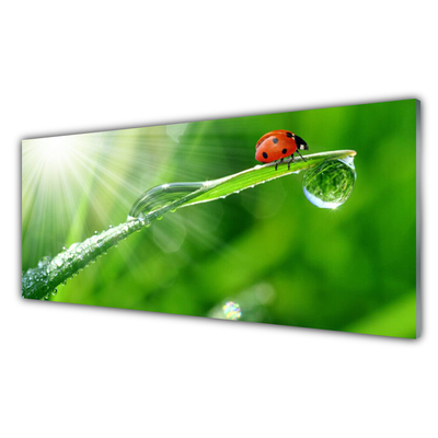 Panel Szklany do Kuchni Mała Biedronka Na Źdźble