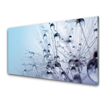 Panel Szklany do Kuchni Puszysta Kula Mniszka