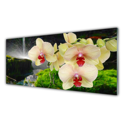 Panel Kuchenny Słońce Przebijające Przez Korony