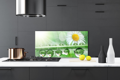 Szkło do Kuchni na Ścianę Rosa Na Stokrotkach