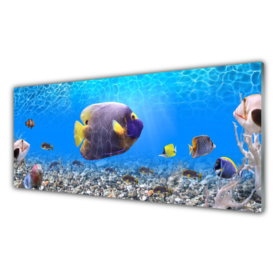 Panel Kuchenny Złota Rybka w Tonii