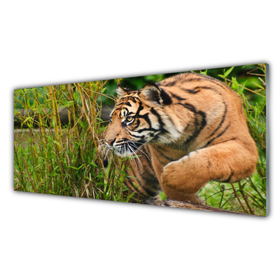 Panel Szklany Tygrys Zwierzęta