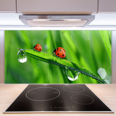 Szkło do Kuchni na Ścianę Biedronka w Porannej Rosie