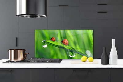 Szkło do Kuchni na Ścianę Biedronka w Porannej Rosie