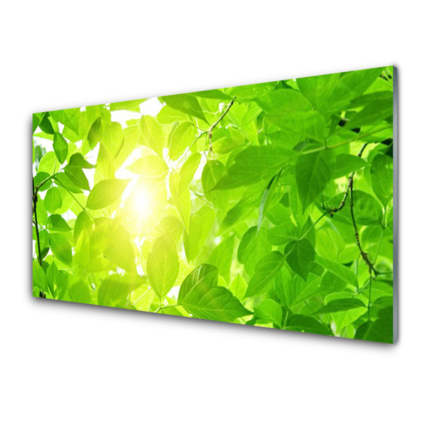 Panel Szklany Liście Natura Słońce Roślina