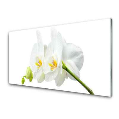 Panel Szklany Płatki Kwiat Biały Storczyk
