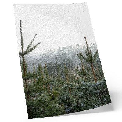 Plakat ścienny Zielone sosny mgła subtelna głębia atmosfera relaksu