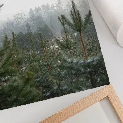 Plakat ścienny z motywem zielonych sosen w mgle tworzącej subtelną głębię i relaksującą atmosferę