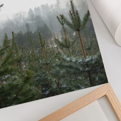 Plakat ścienny Zielone sosny mgła subtelna głębia atmosfera relaksu