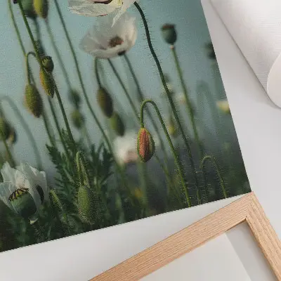 Plakat na płótnie z motywem kwitnących maków pod niebieskim niebem