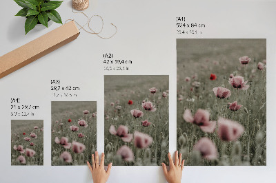 Plakat ścienny Pastelowe maki romantyczna atmosfera subtelność kwiaty