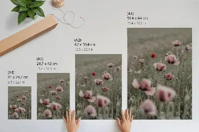 Plakat ścienny pastelowe maki wprowadzające romantyczną atmosferę i subtelność kwiatów