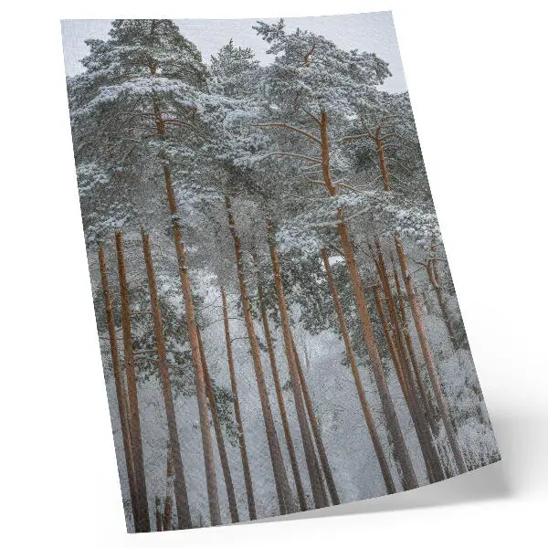 Plakat ścienny z motywem zimowego lasu, śniegu i drzew w duchu natury