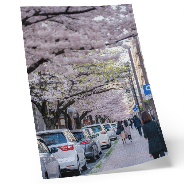 Plakat ścienny Ulica z kwitnącymi wiśniami i zaparkowanymi autami