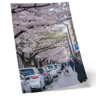 Plakat ścienny Kwitnące wiśnie