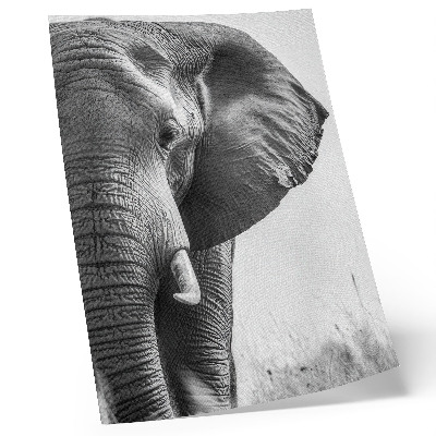 Plakat z teksturą płótna Głowa słonia