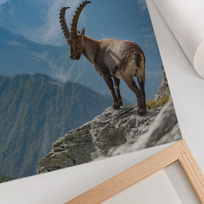 Plakat na płótnie Koziorożec na tle gór spokojna harmonia natura
